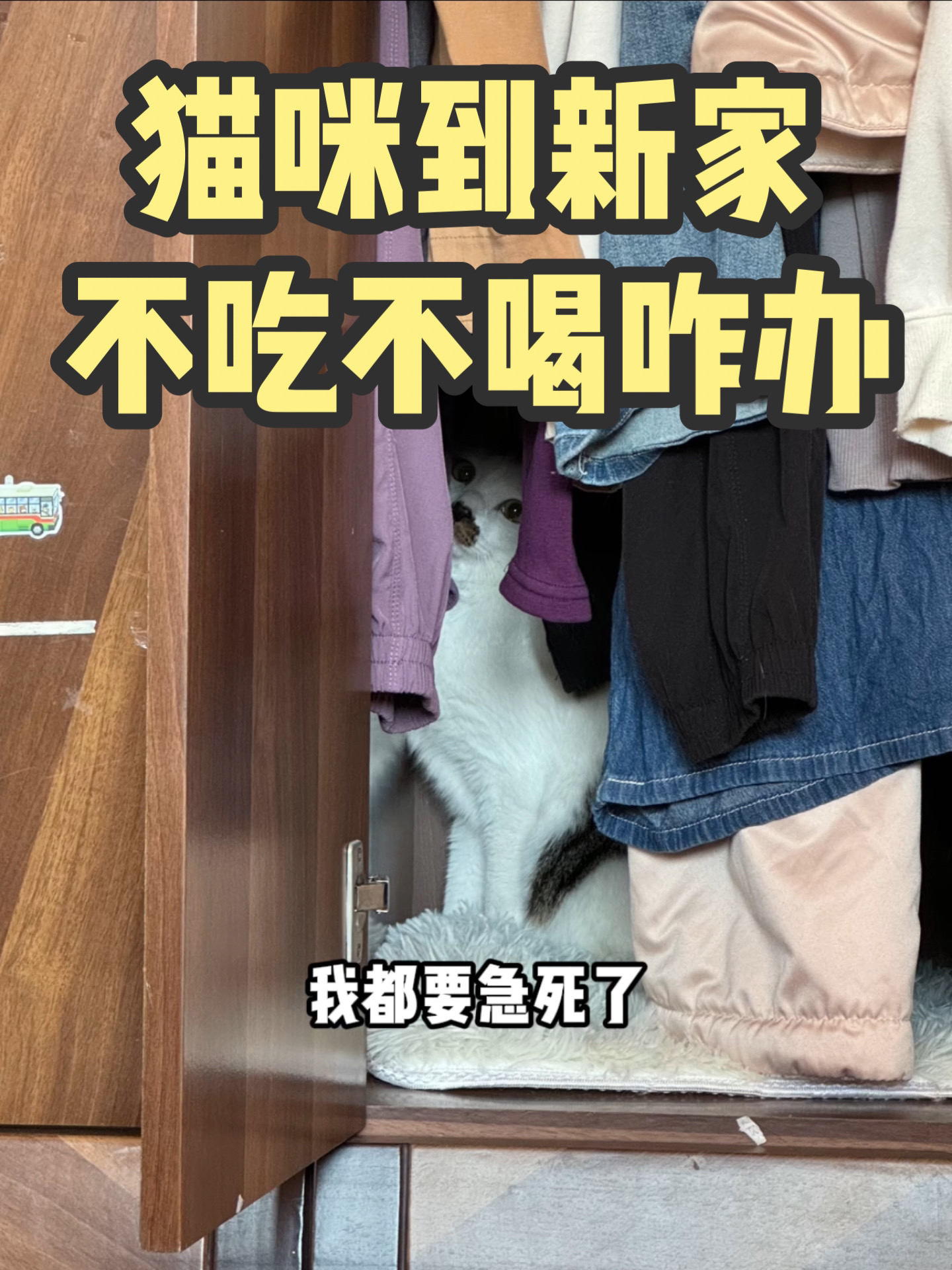 新奥门资料免费精准,猫咪不吃不喝能活几天_起步版8.181