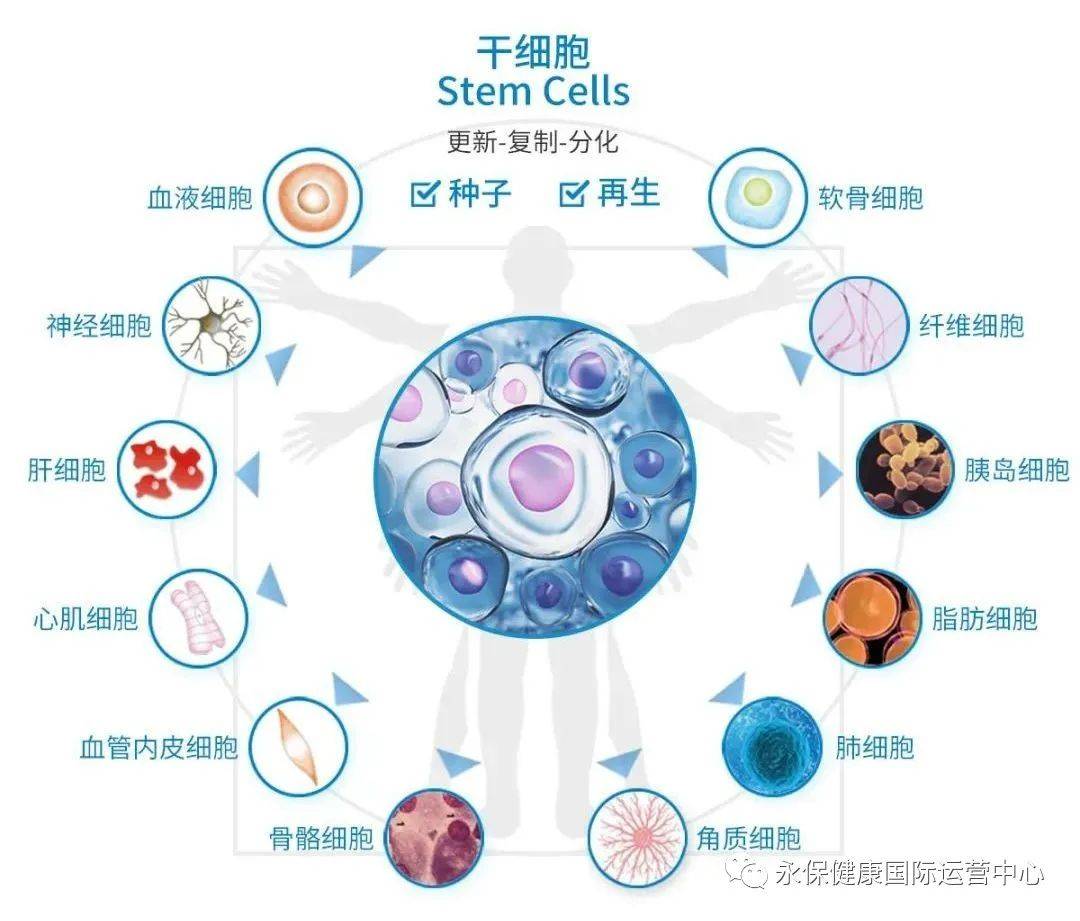 中国干细胞最新动态，前沿进展、未来展望与趋势预测
