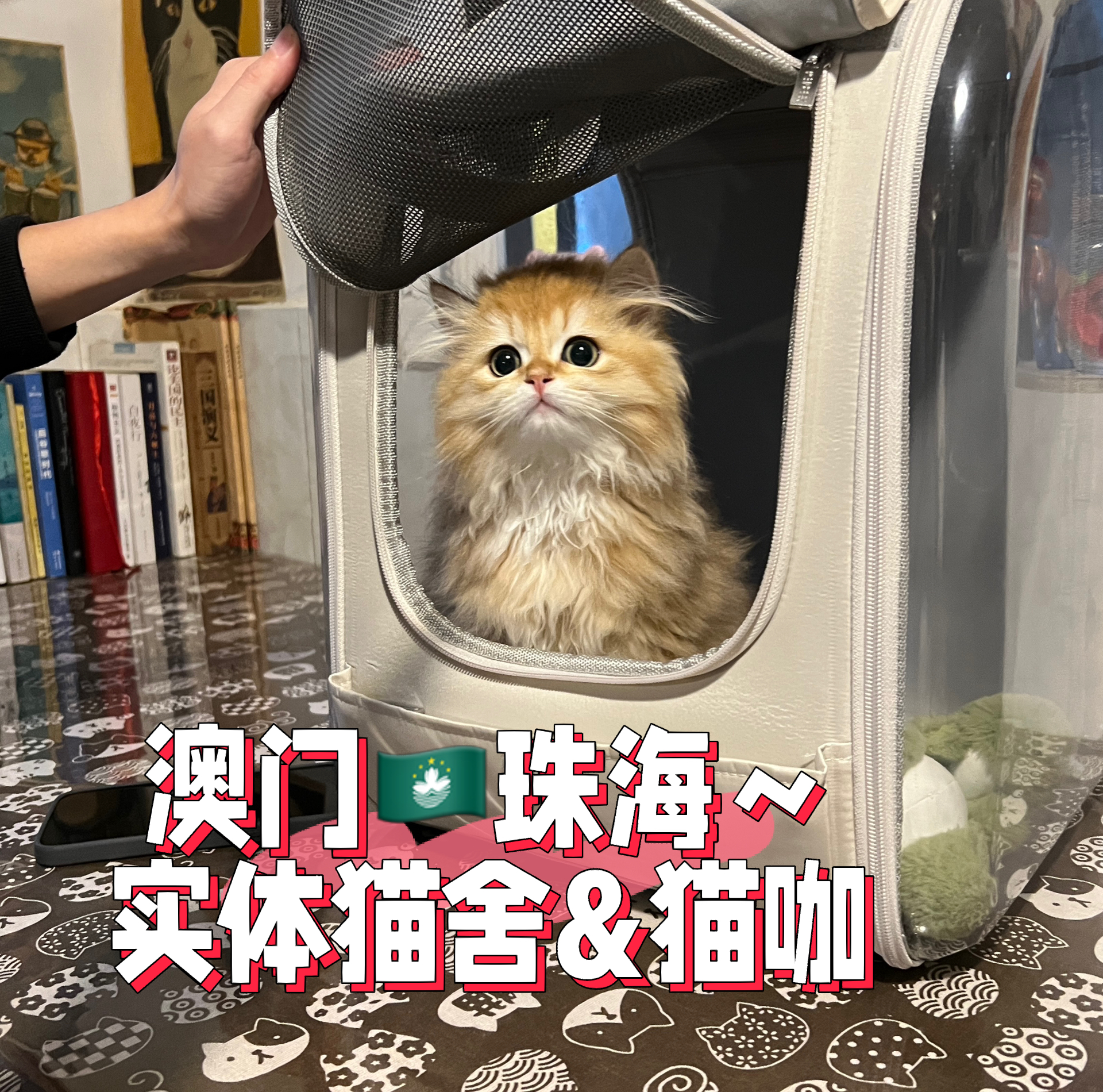 澳门内部正版资料免费公开,猫咪会想主人吗_王者版5.275