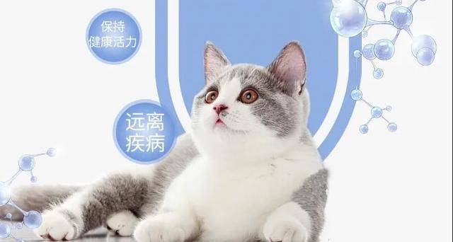 新澳精准资料免费提供265期,宠物猫咪的品种_简易版v9.2.237