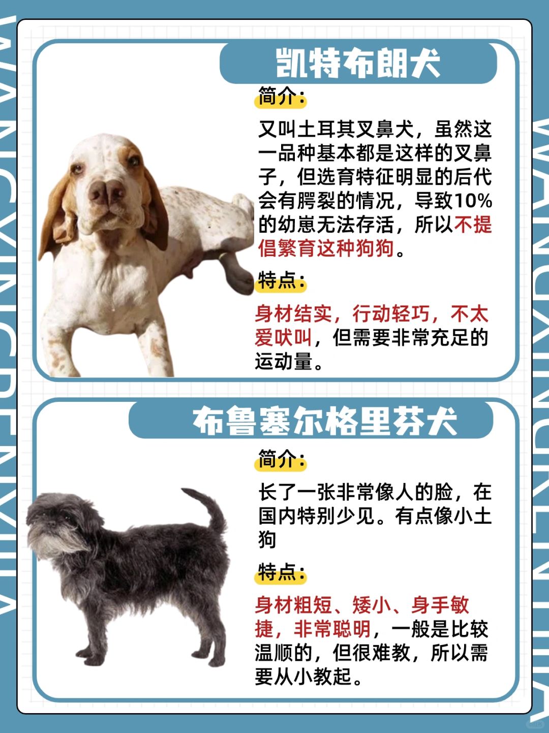 最新犬种探索与详解