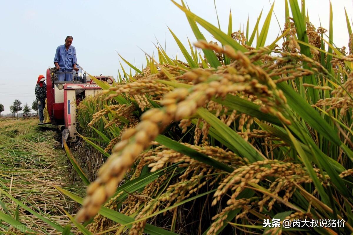 最新粮补政策助力农业发展与粮食安全提升